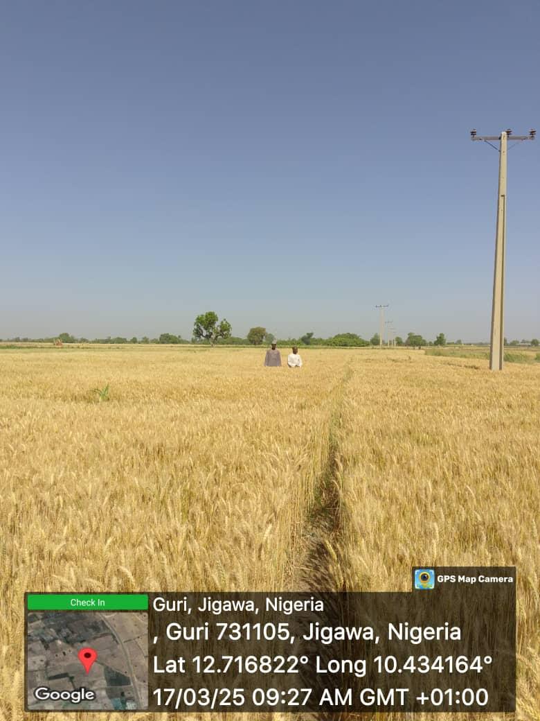 Nags ap (34)